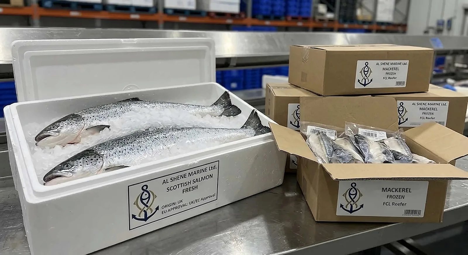 Frischer schottischer Lachs auf Eis in einer EPS-Box und Kartons mit gefrorener Makrele von Al Shene Marine